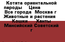 Котята ориентальной пароды  › Цена ­ 12 000 - Все города, Москва г. Животные и растения » Кошки   . Ханты-Мансийский,Советский г.